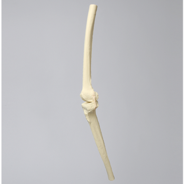 Knee Insert, ACL, Solid Foam