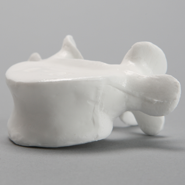 Vertebra, L5, Solid White Plastic