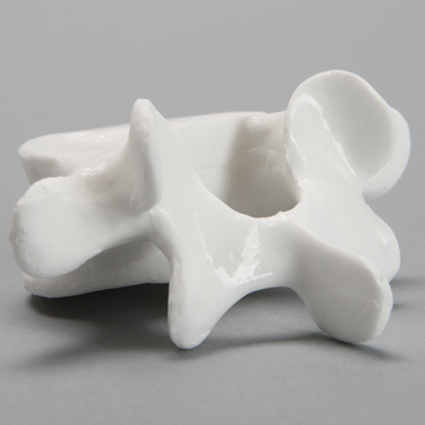 Vertebra, L5, Solid White Plastic