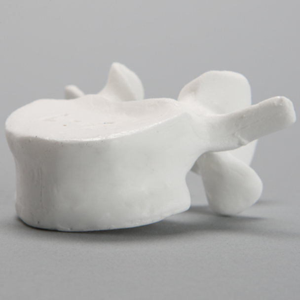 Vertebra, L4, Solid White Plastic