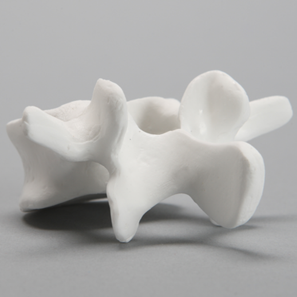 Vertebra, L4, Solid White Plastic