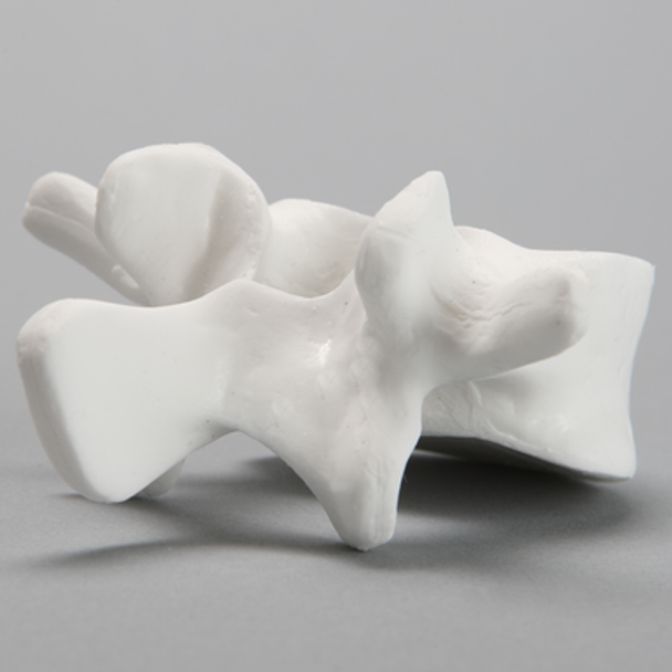 Vertebra, L4, Solid White Plastic