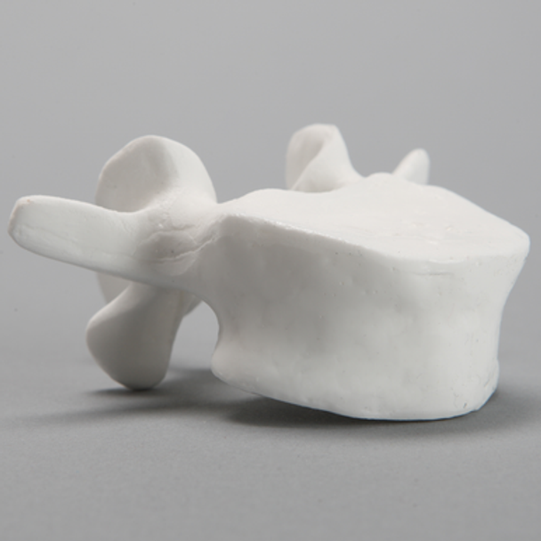 Vertebra, L4, Solid White Plastic