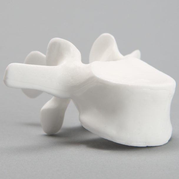 Vertebra, L3, Solid White Plastic