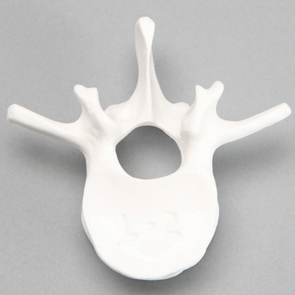 Vertebra, L2, Solid White Plastic