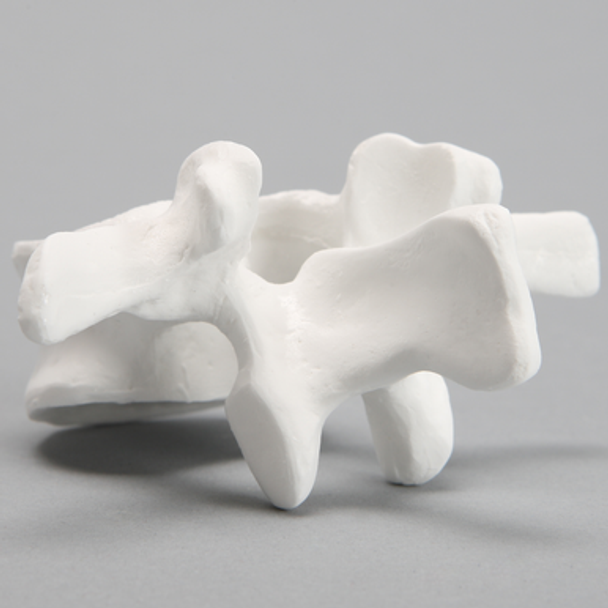 Vertebra, L2, Solid White Plastic