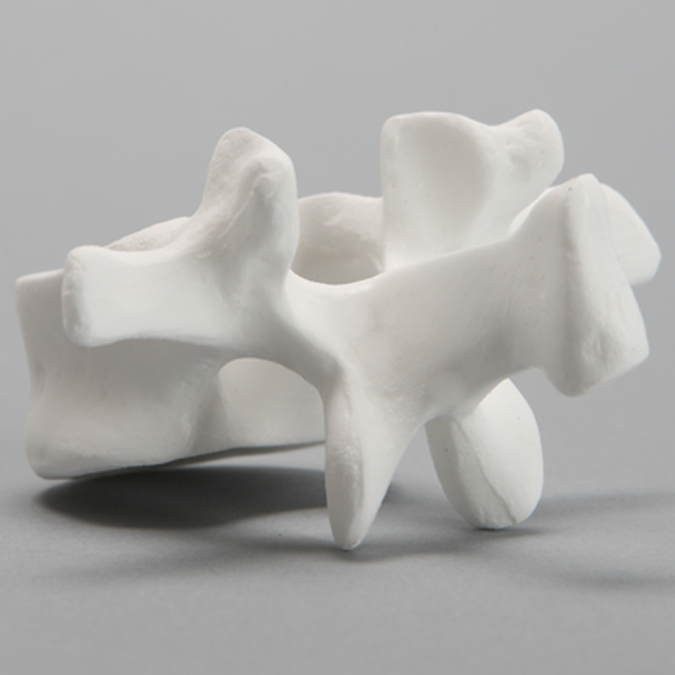 Vertebra, L1, Solid White Plastic