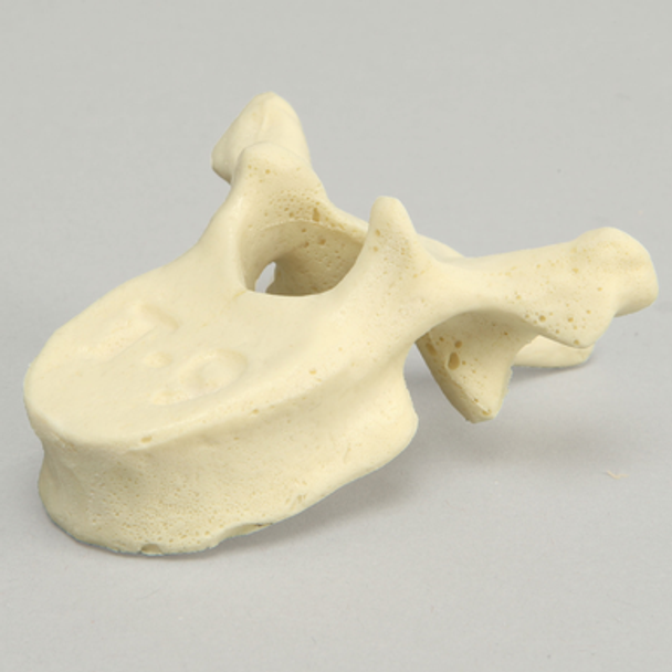 Vertebra, T9, Foam Cortical