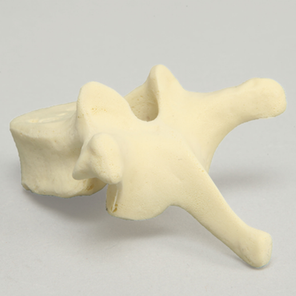 Vertebra, T9, Foam Cortical