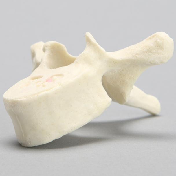 Vertebra, T8, Foam Cortical