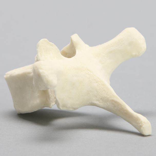 Vertebra, T8, Foam Cortical