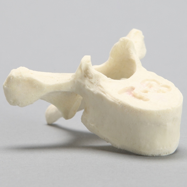 Vertebra, T8, Foam Cortical