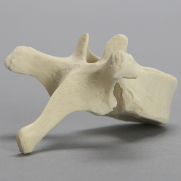 Vertebra, T7, Foam Cortical