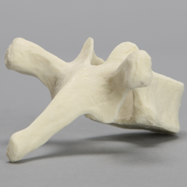 Vertebra, T6, Foam Cortical
