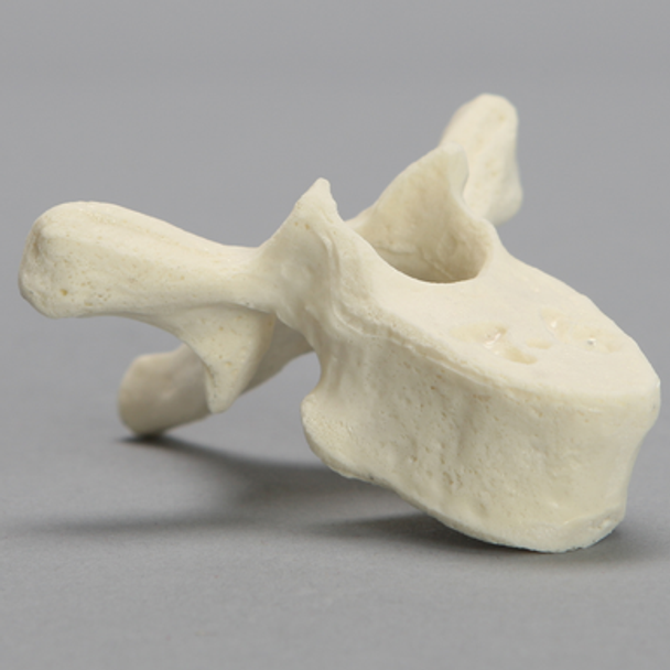 Vertebra, T6, Foam Cortical