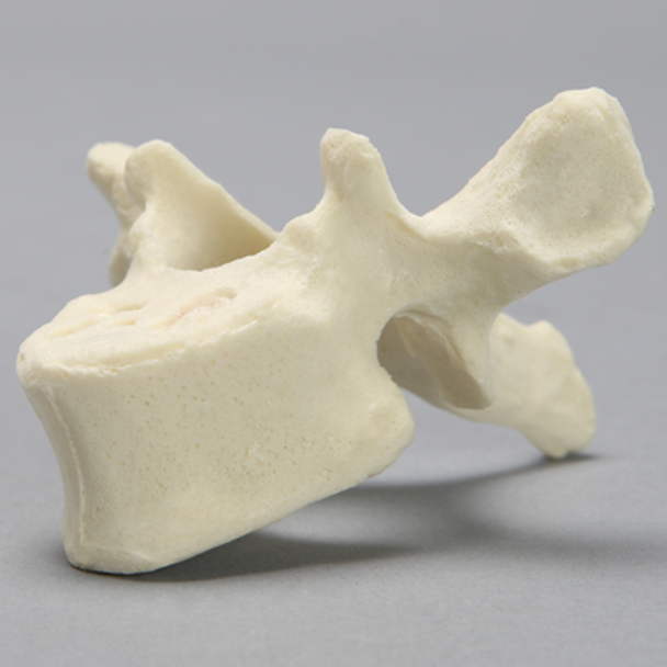 Vertebra, T4, Foam Cortical