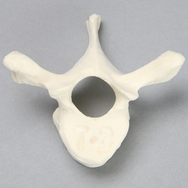 Vertebra, T3, Foam Cortical