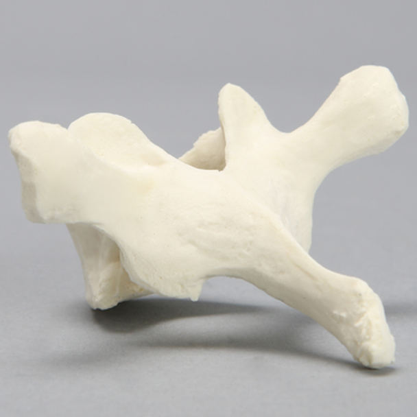 Vertebra, T3, Foam Cortical