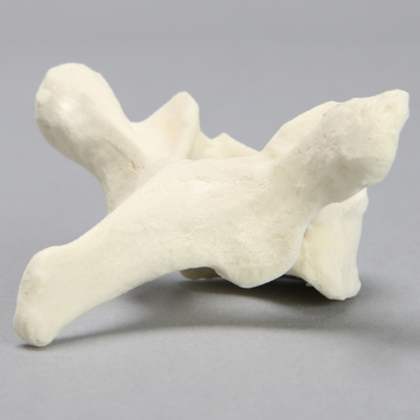 Vertebra, T2, Foam Cortical