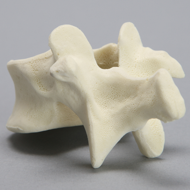 Vertebra, T12, Foam Cortical