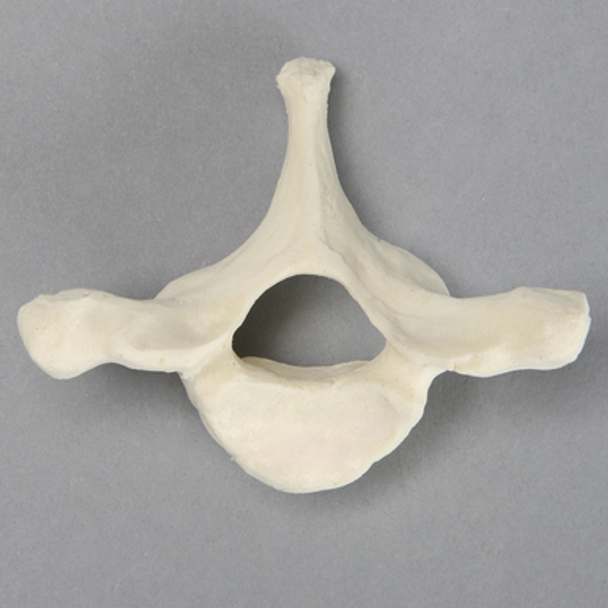 Vertebra, T1, Foam Cortical