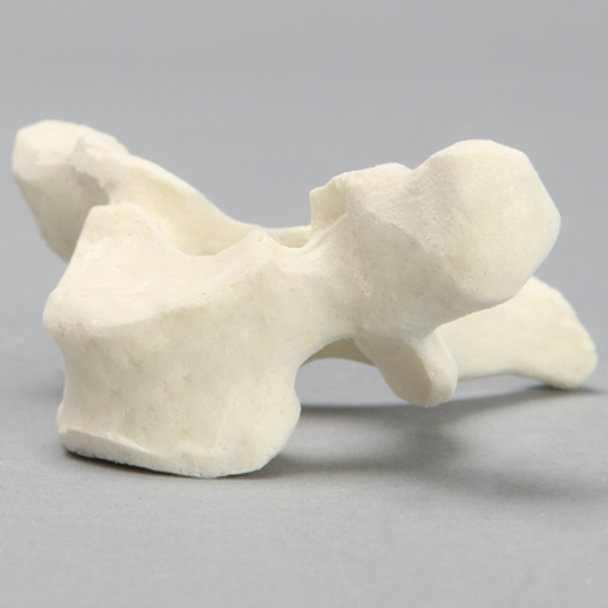 Vertebra, T1, Foam Cortical
