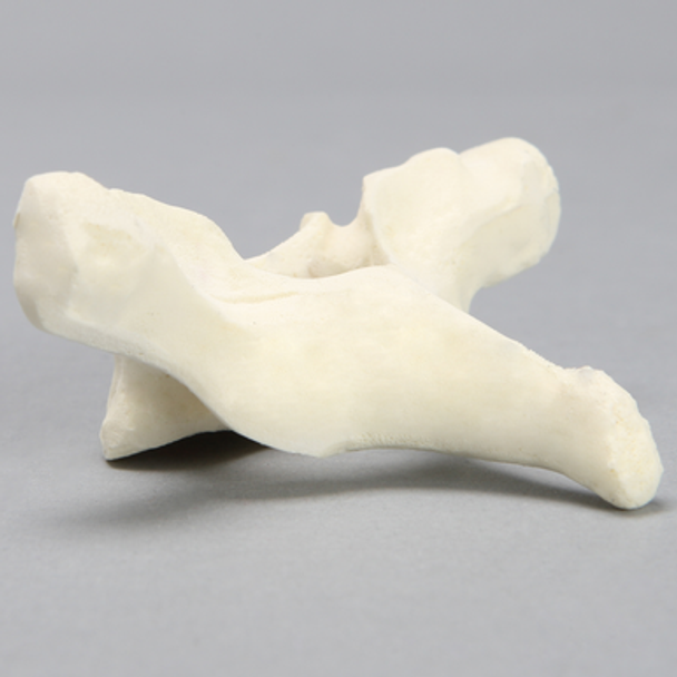 Vertebra, T1, Foam Cortical