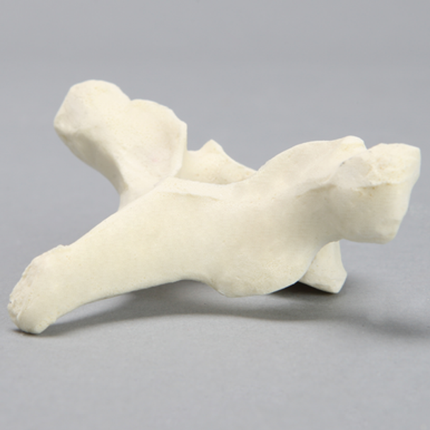 Vertebra, T1, Foam Cortical