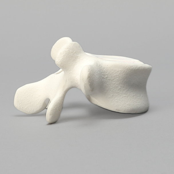 Vertebra, L5, Foam Cortical Shell, For Spinal Navigation