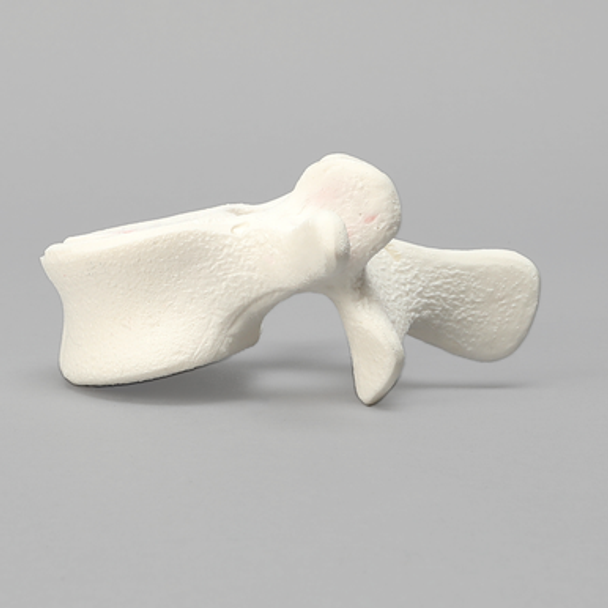 Vertebra, L4, Foam Cortical Shell, For Spinal Navigation