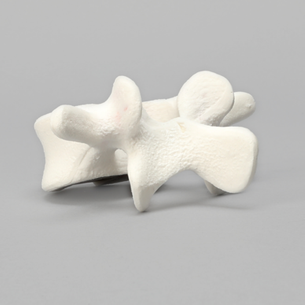 Vertebra, L4, Foam Cortical Shell, For Spinal Navigation
