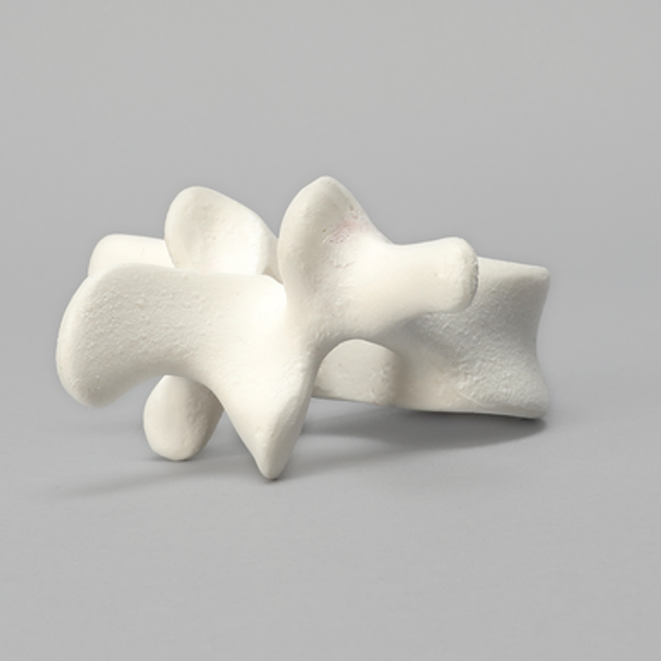 Vertebra, L3, Foam Cortical Shell, For Spinal Navigation