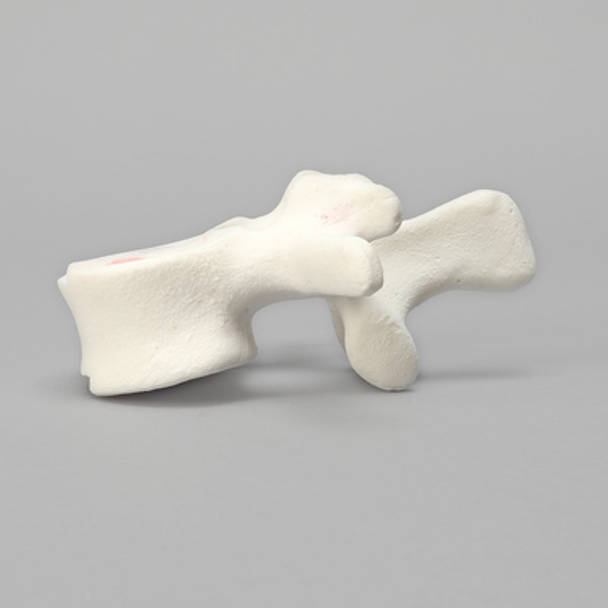 Vertebra, L2, Foam Cortical Shell, For Spinal Navigation