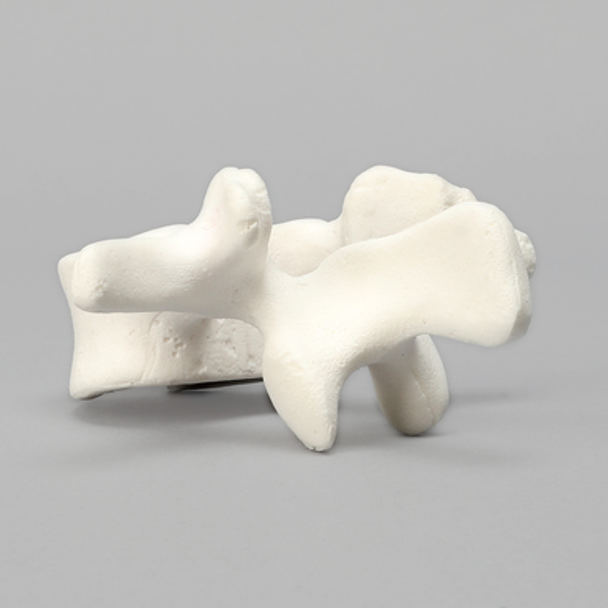 Vertebra, L2, Foam Cortical Shell, For Spinal Navigation
