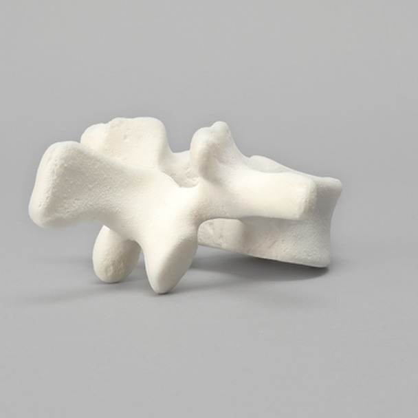 Vertebra, L2, Foam Cortical Shell, For Spinal Navigation
