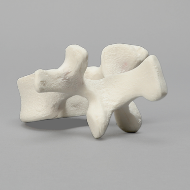Vertebra, L1, Foam Cortical Shell, For Spinal Navigation