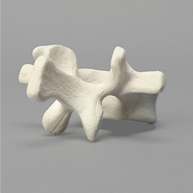Vertebra, L1, Foam Cortical Shell, For Spinal Navigation
