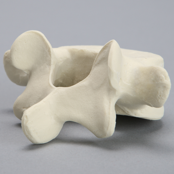 Vertebra, L5, Foam Cortical