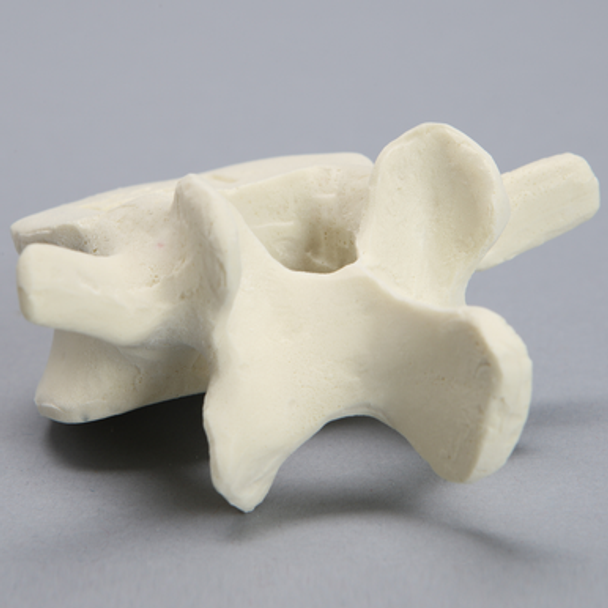 Vertebra, L4, Foam Cortical
