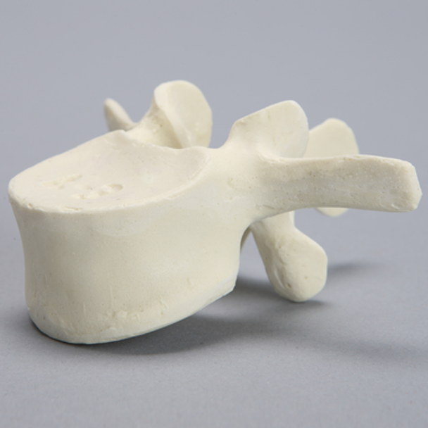 Vertebra, L3, Foam Cortical