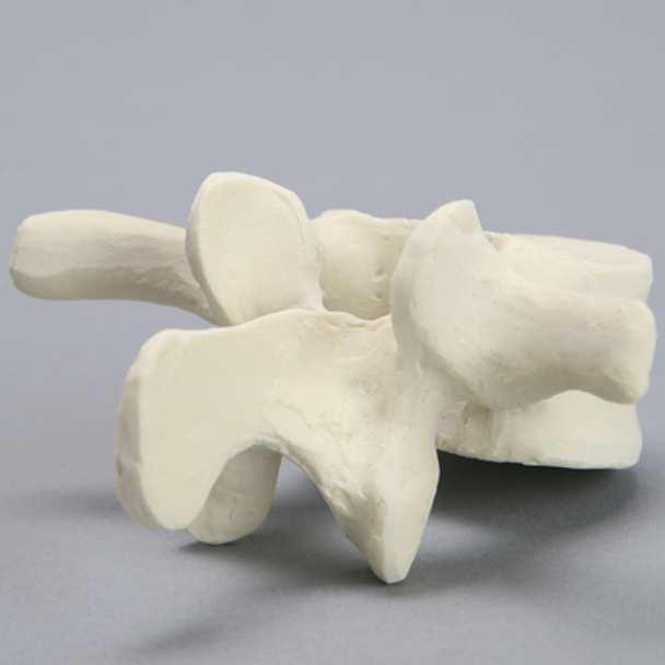 Vertebra, L3, Foam Cortical