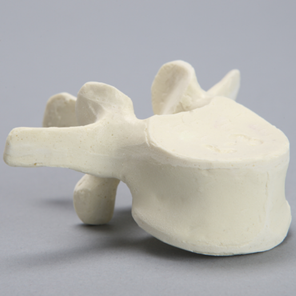 Vertebra, L3, Foam Cortical