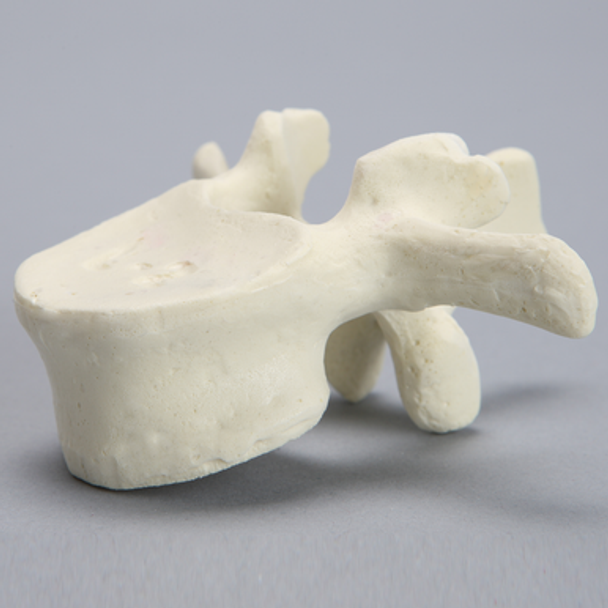 Vertebra, L2, Foam Cortical