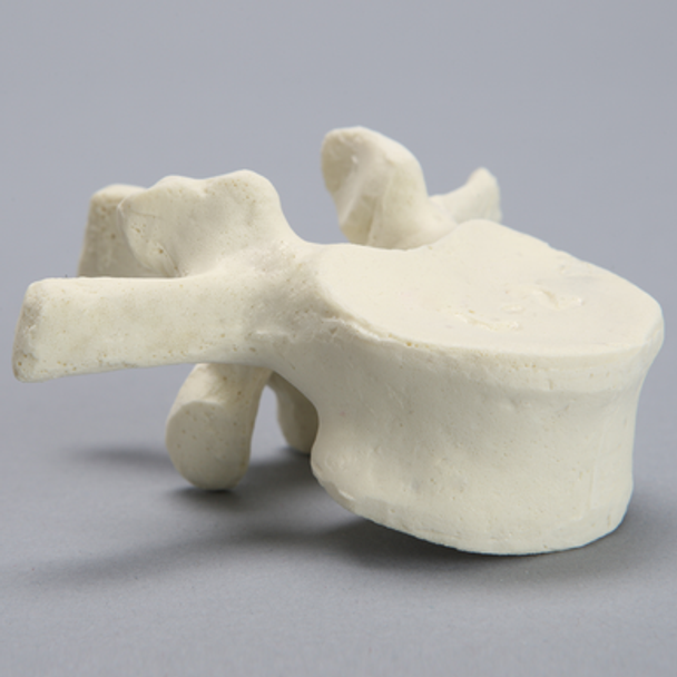 Vertebra, L2, Foam Cortical
