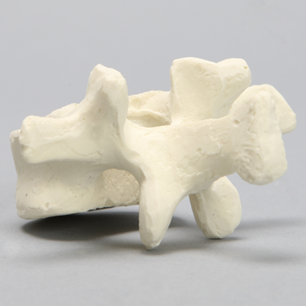 Vertebra, L1, Foam Cortical
