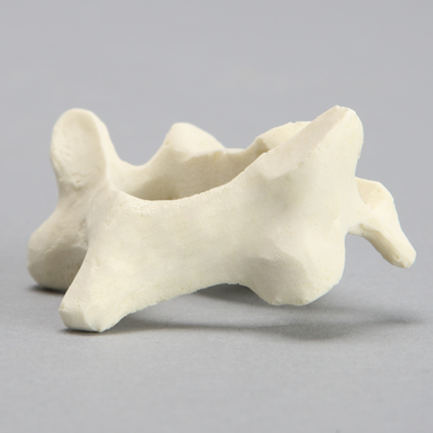 Vertebra, C4, Solid Foam
