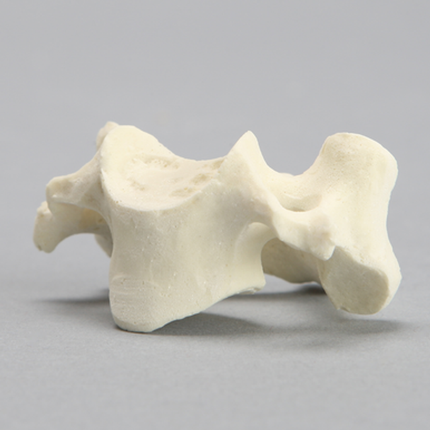 Vertebra, C3, Solid Foam