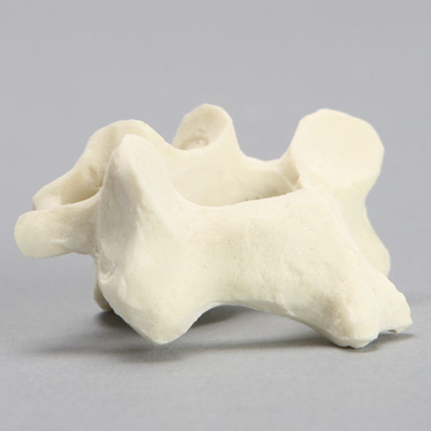 Vertebra, C3, Solid Foam