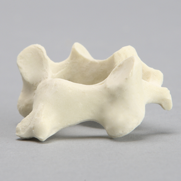 Vertebra, C3, Solid Foam