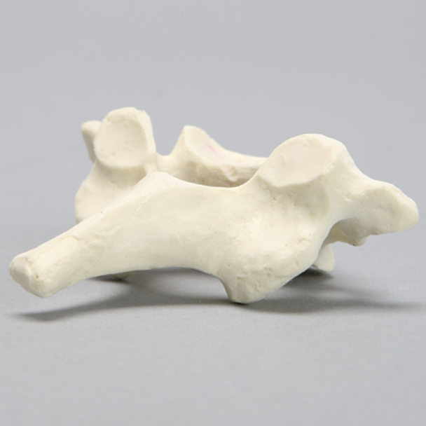 Vertebra, C7, Foam Cortical